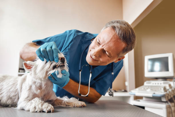 Best Emergency Dental Care for Broken or Chipped Teeth in Bayard, NE